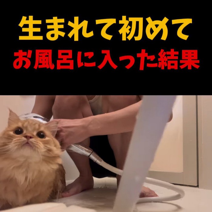 シャワーで濡らされる猫の顔