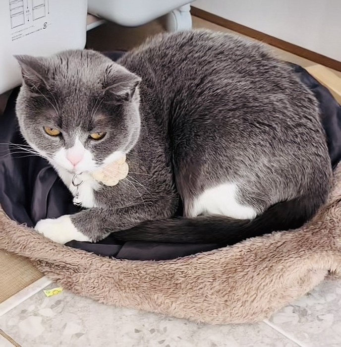 娘さんの服の上でくつろぐブリティッシュショートヘア