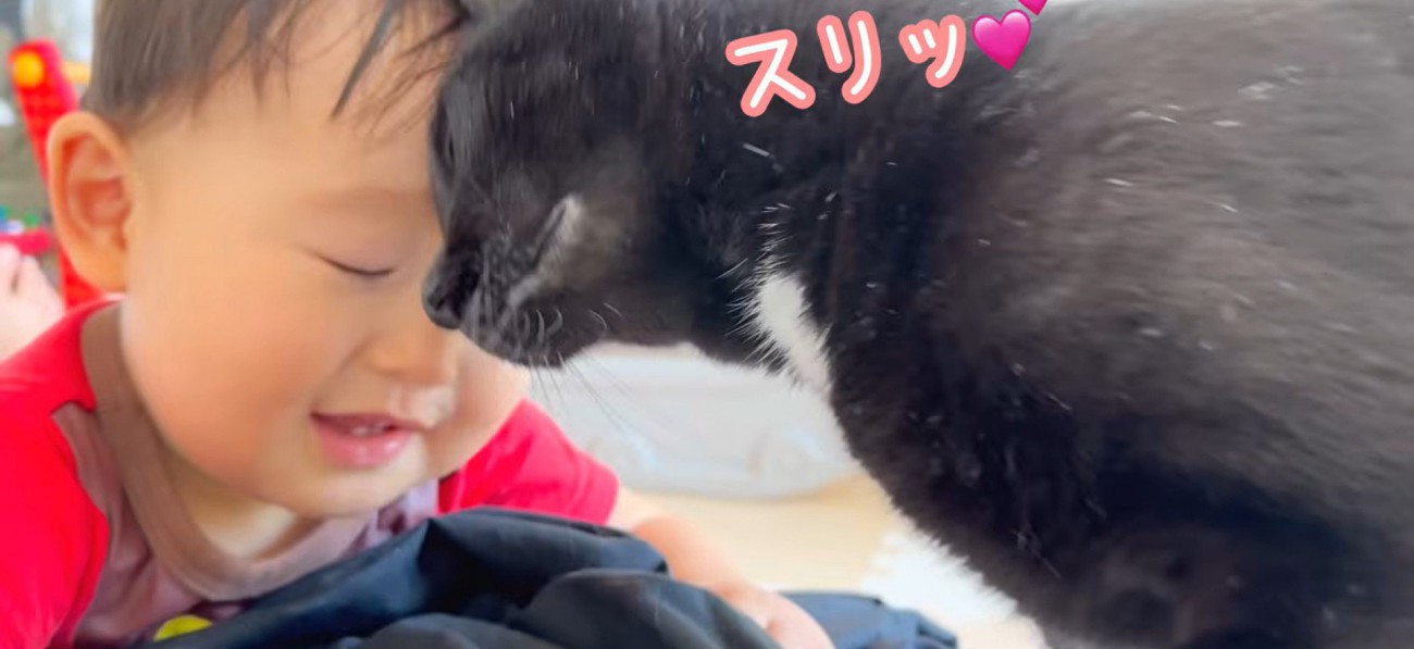 額を寄せ合っている子猫と赤ちゃん