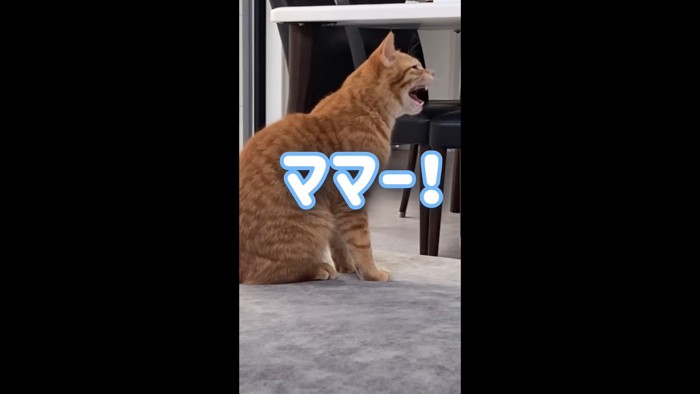 呼ぶ子猫