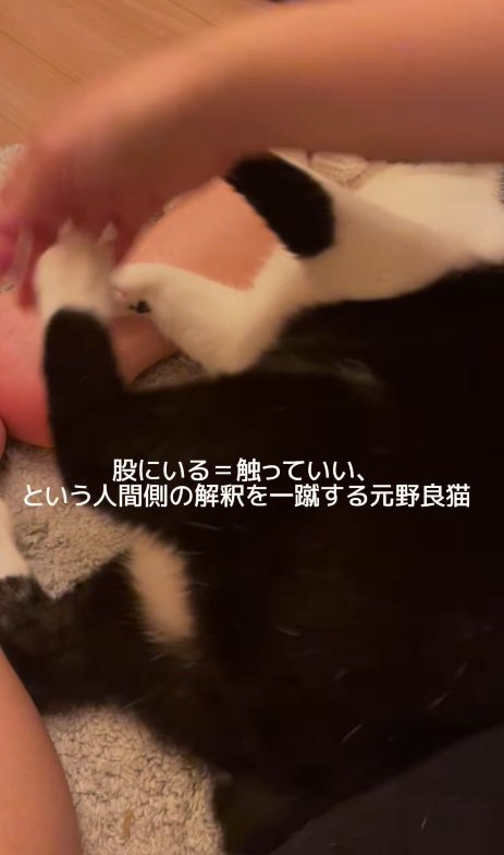 キックする猫
