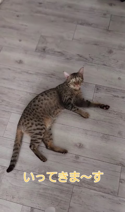 フローリングの上で横になっているカメラ目線の猫