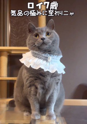 レースカラーをつけてお座りする猫