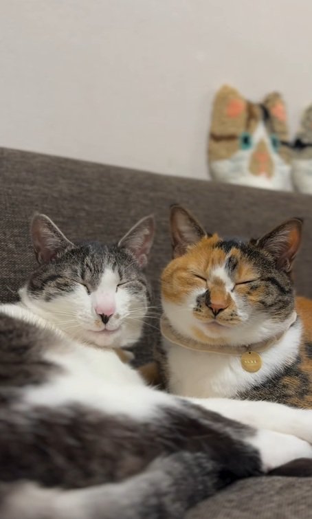 一緒に寝ている鯖白猫と三毛猫