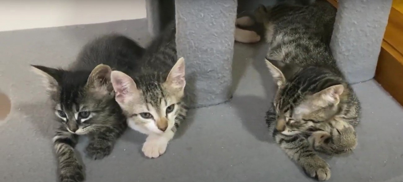 横になる3匹の子猫