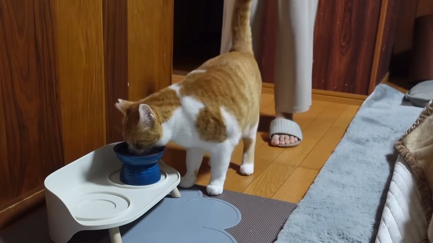 ご飯を食べる猫