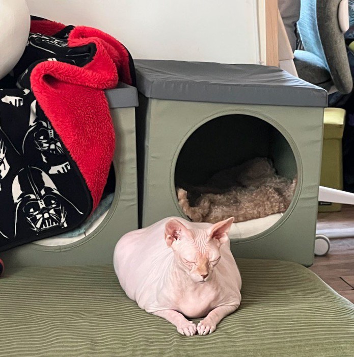 床に伏せる猫