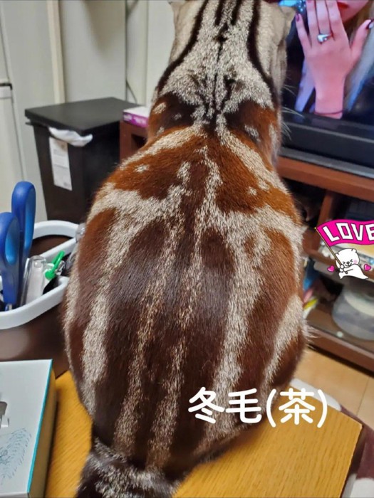 座っている猫の背中