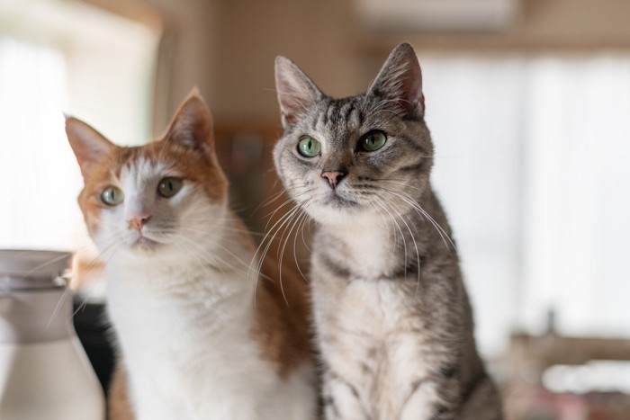同じ方向を見つめる2匹の猫