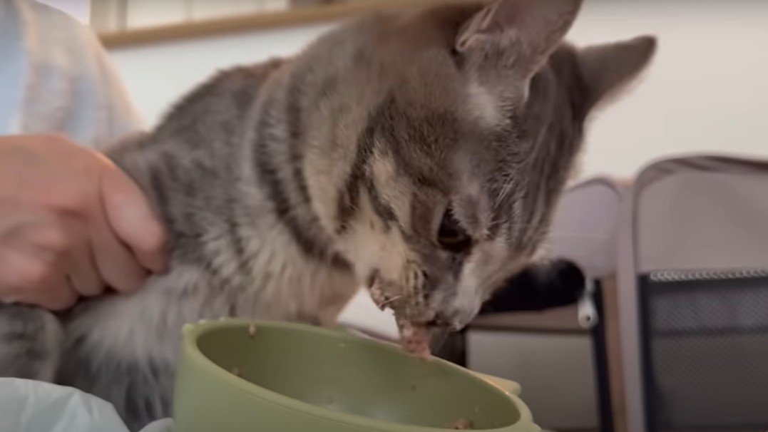 ごはんを食べる猫