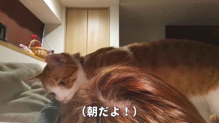 起きない飼い主さんをのぞき込んで…