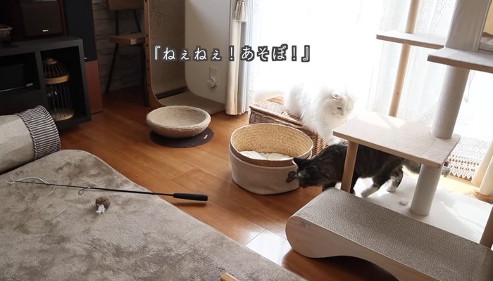 ねぇねぇ！あそぼ！