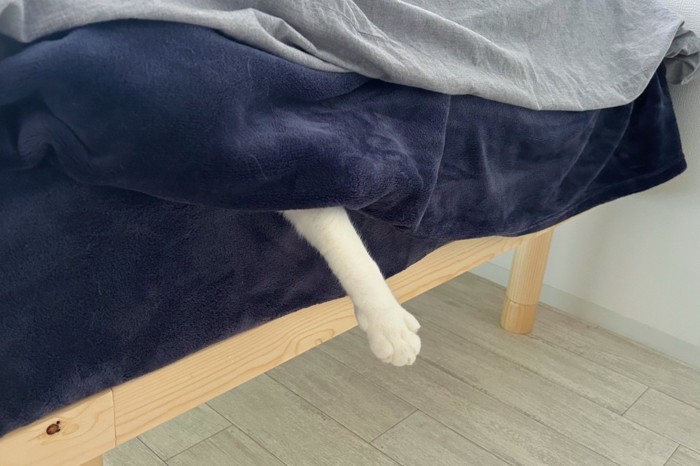 ベッドに入っているという証しとして手を出している茶トラ白