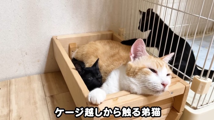 ケージ越しから