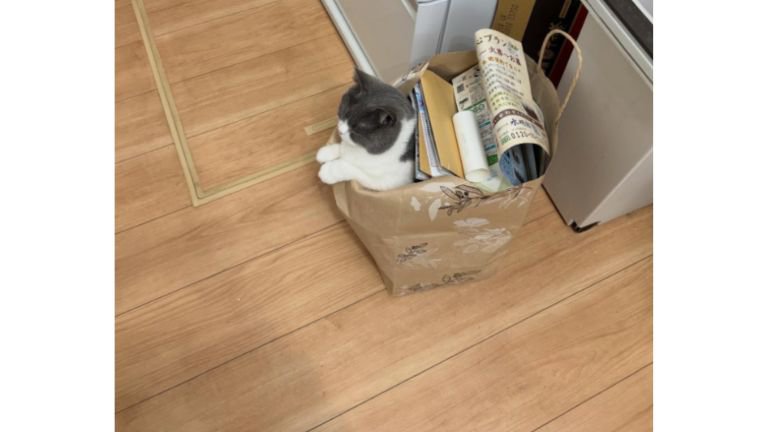 紙袋に入る猫