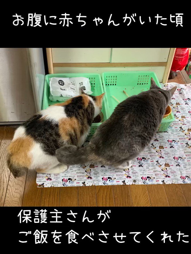 ごはんを食べる猫の後ろ姿