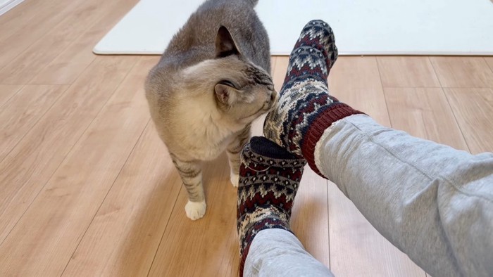 嗅ぐねこチャックくん