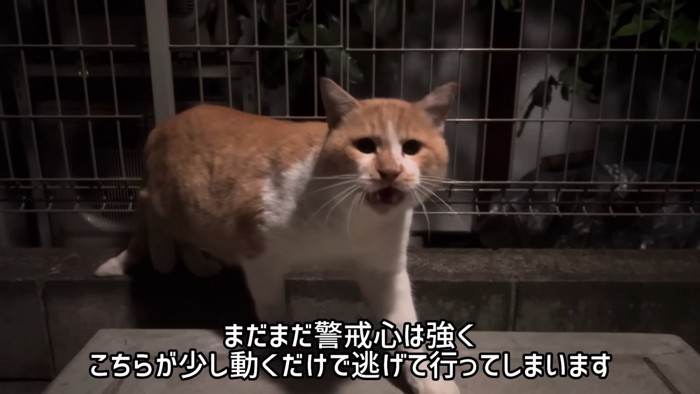 鳴いている猫