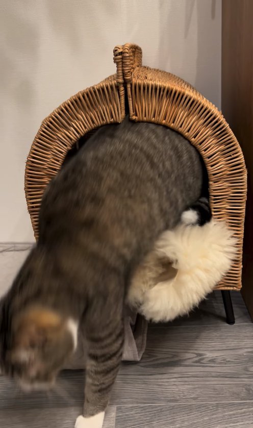 ハウスから出てくる猫