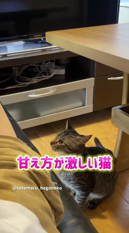 飼い主が寝ているソファを見つめる猫