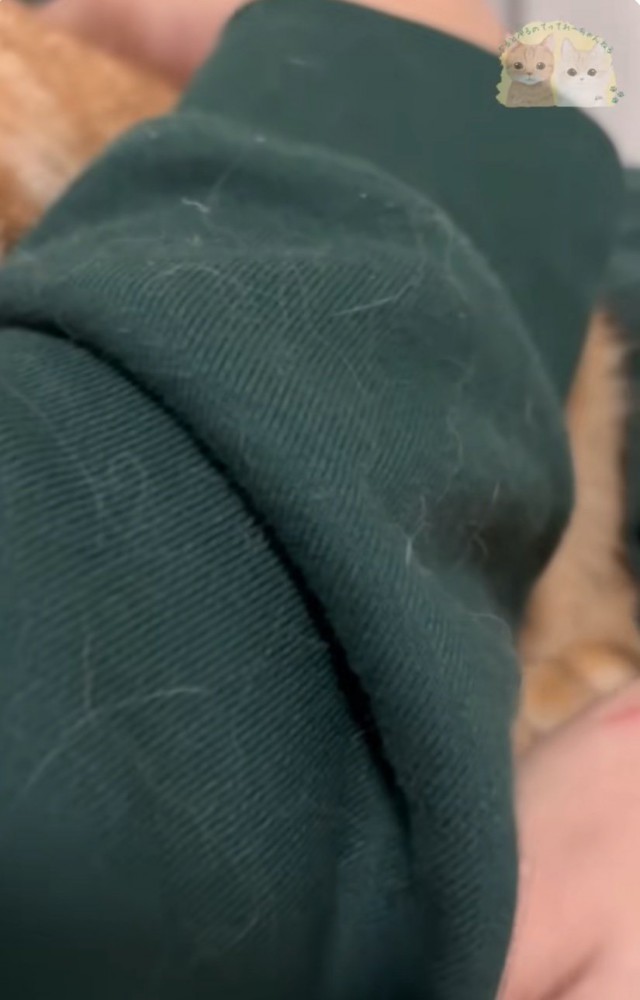 再び腕に頭を埋める猫