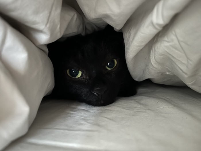 布団の中にいる猫