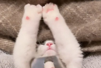 バンザイする子猫のアップ