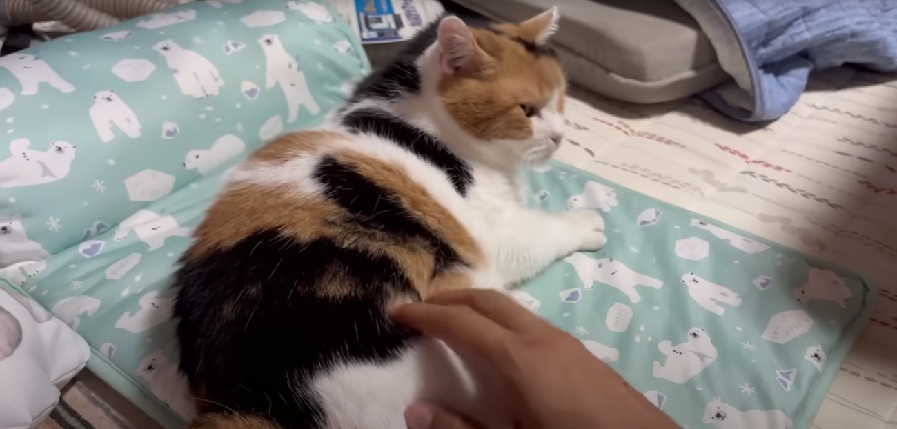 横になっている猫