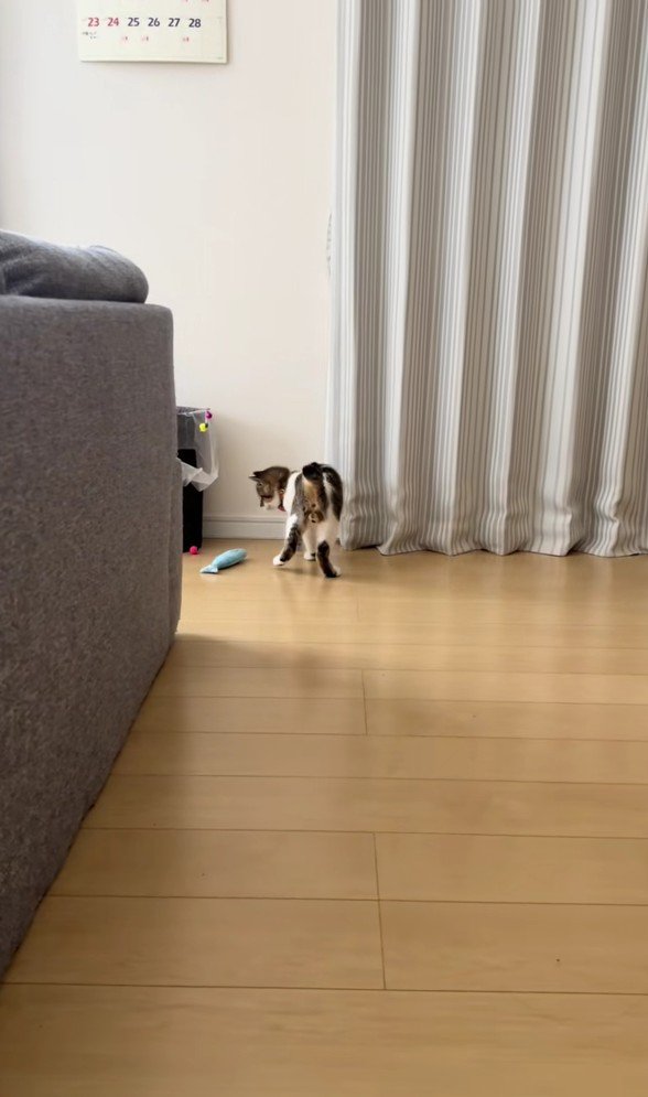 スーパーボールとあきくん