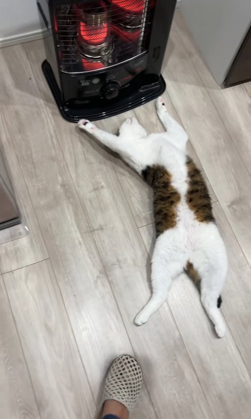 ストーブの前でひっくり返っている猫の全身と飼い主の片足