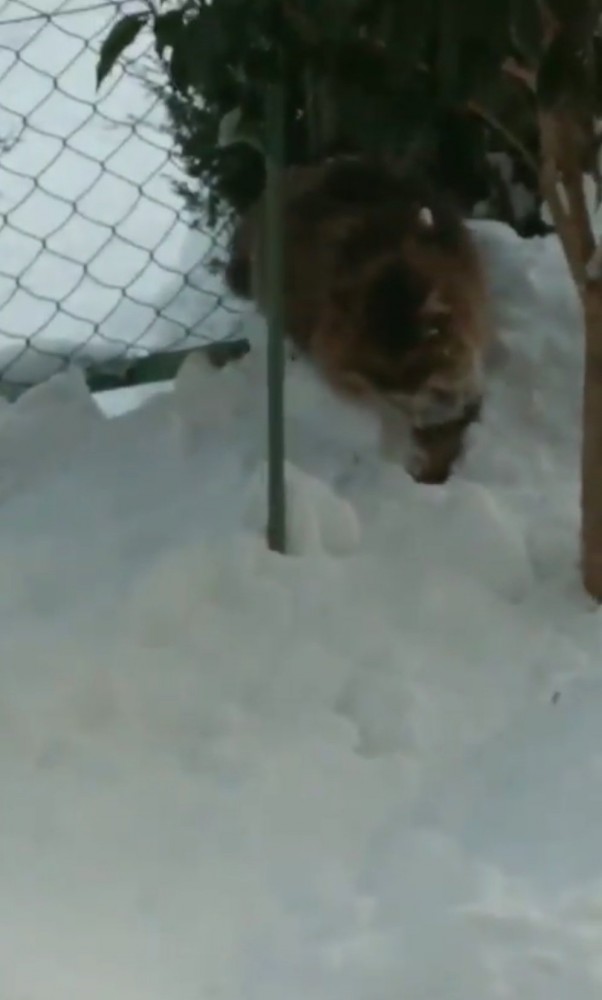 雪の中をやってきた猫