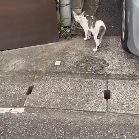 振り向く成猫