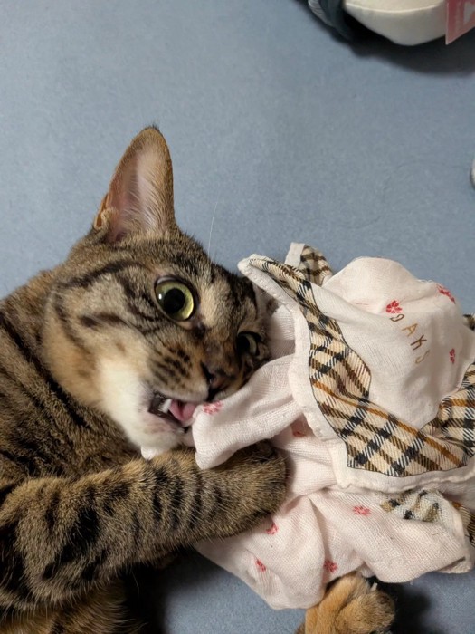 目を丸くする猫
