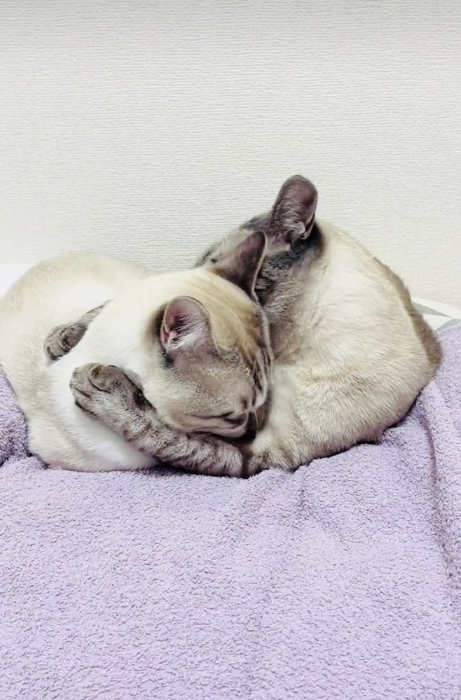 抱き合う2匹のシャムミックス