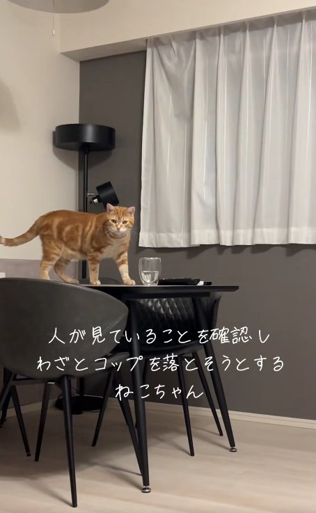 テーブルの上に乗ってカメラの方を見ている猫（体勢高め）