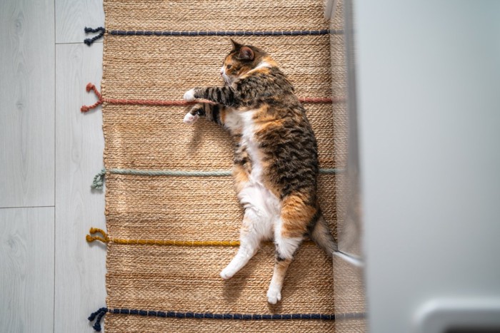 猫のお腹3