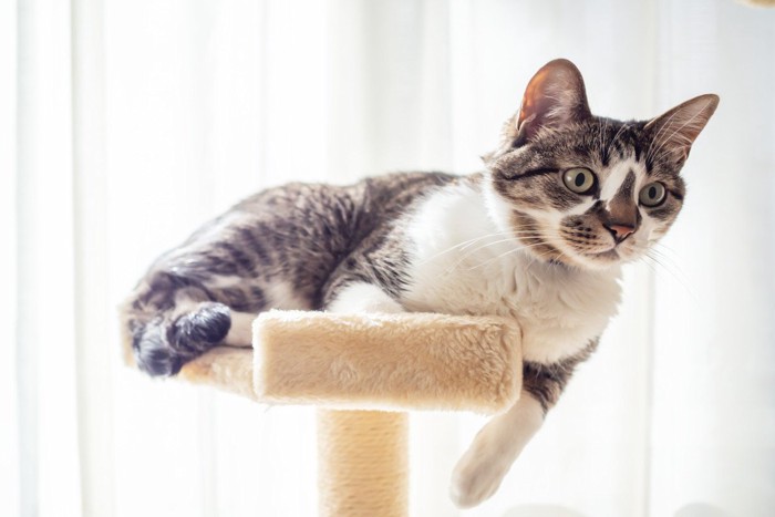 キャットタワーの上の猫