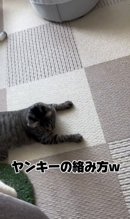 寝転ぶ猫