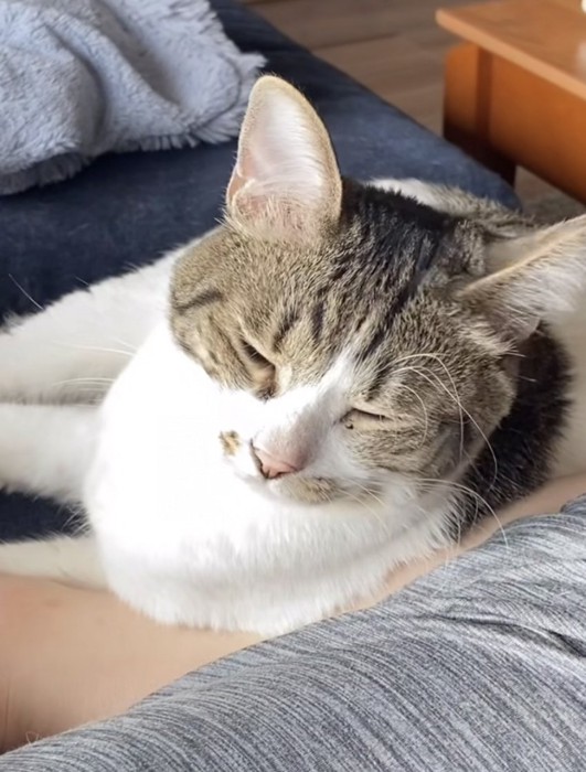 嫌そうな顔の猫の写真1