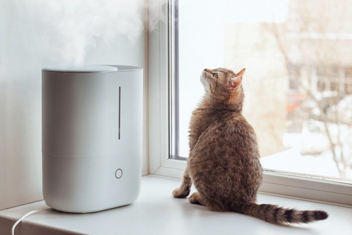 加湿器の横に座って見上げる猫