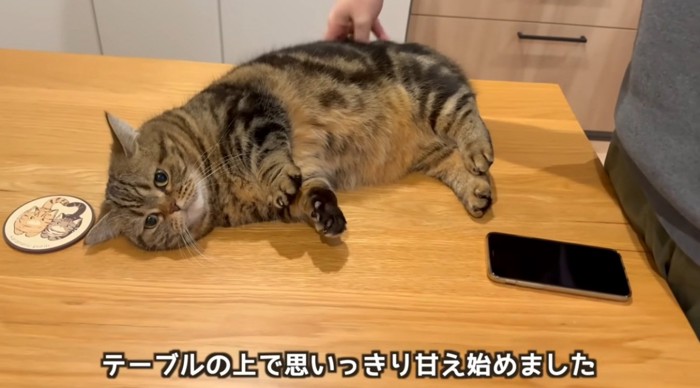 テーブルの上で甘える猫