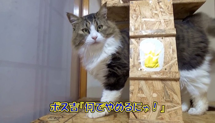 「何でやめるにゃ!」