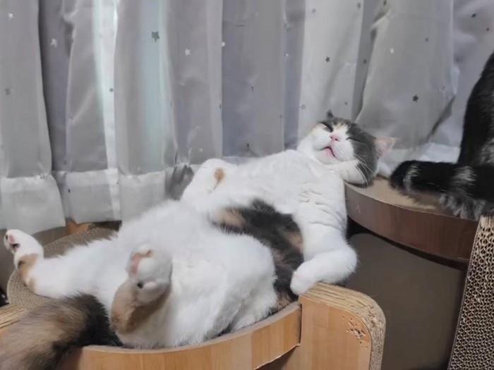 へそ天で胸を張り、両肘を体の横について眠るブリショ