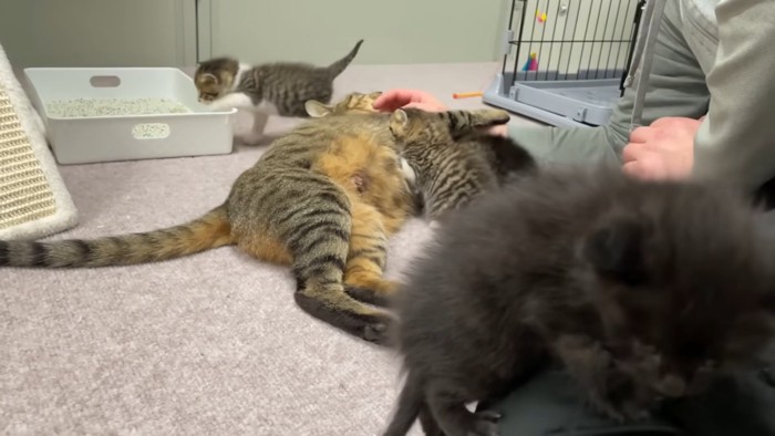 横になる母猫とトイレに入る子猫