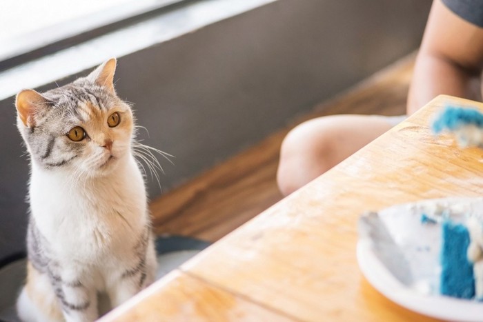 ケーキを凝視する猫