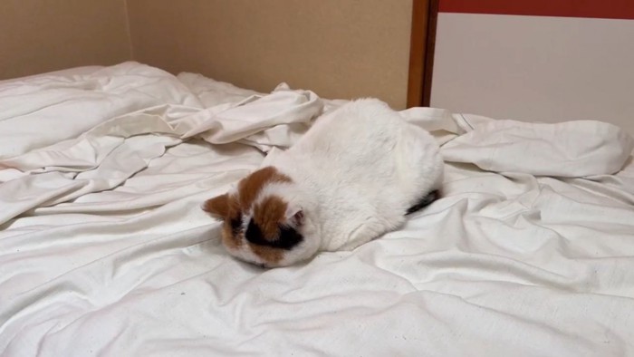 布団の上でフテ寝するブリティッシュショートヘア