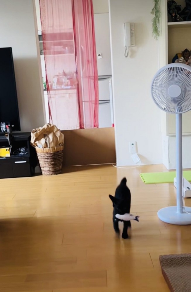 ぬいぐるみをくわえて持ってくる子猫