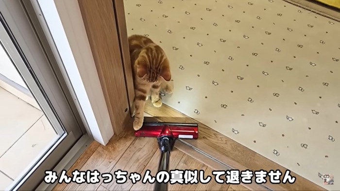 掃除機が来ても動じない猫
