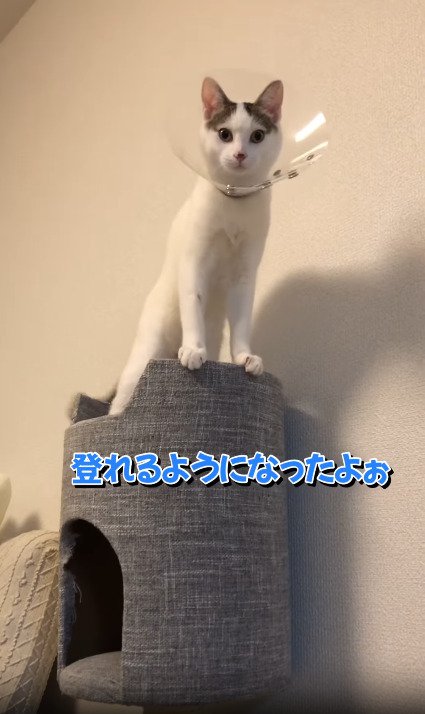 タワーにのぼる子猫