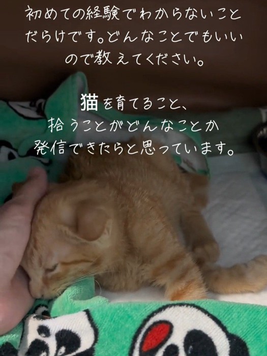 人の手に顔を寄せる子猫